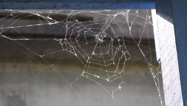 spider web in the corner 615x350 1